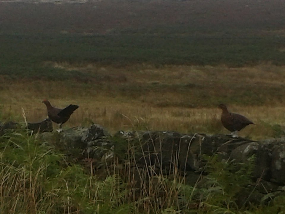 21935561_821318901381593_528882238_n