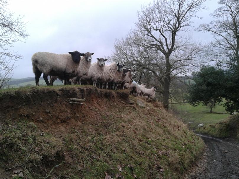 Bolton Abbey Sheep