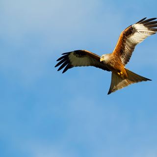 red-kite